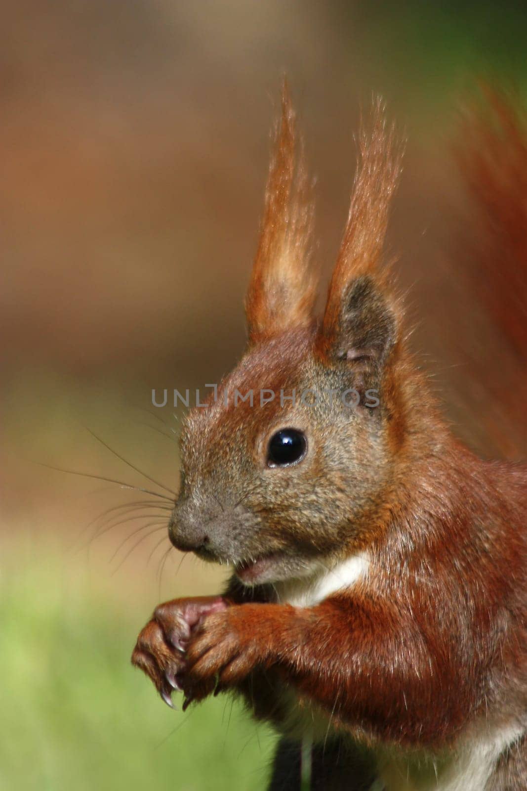 Eichhörnchen_003