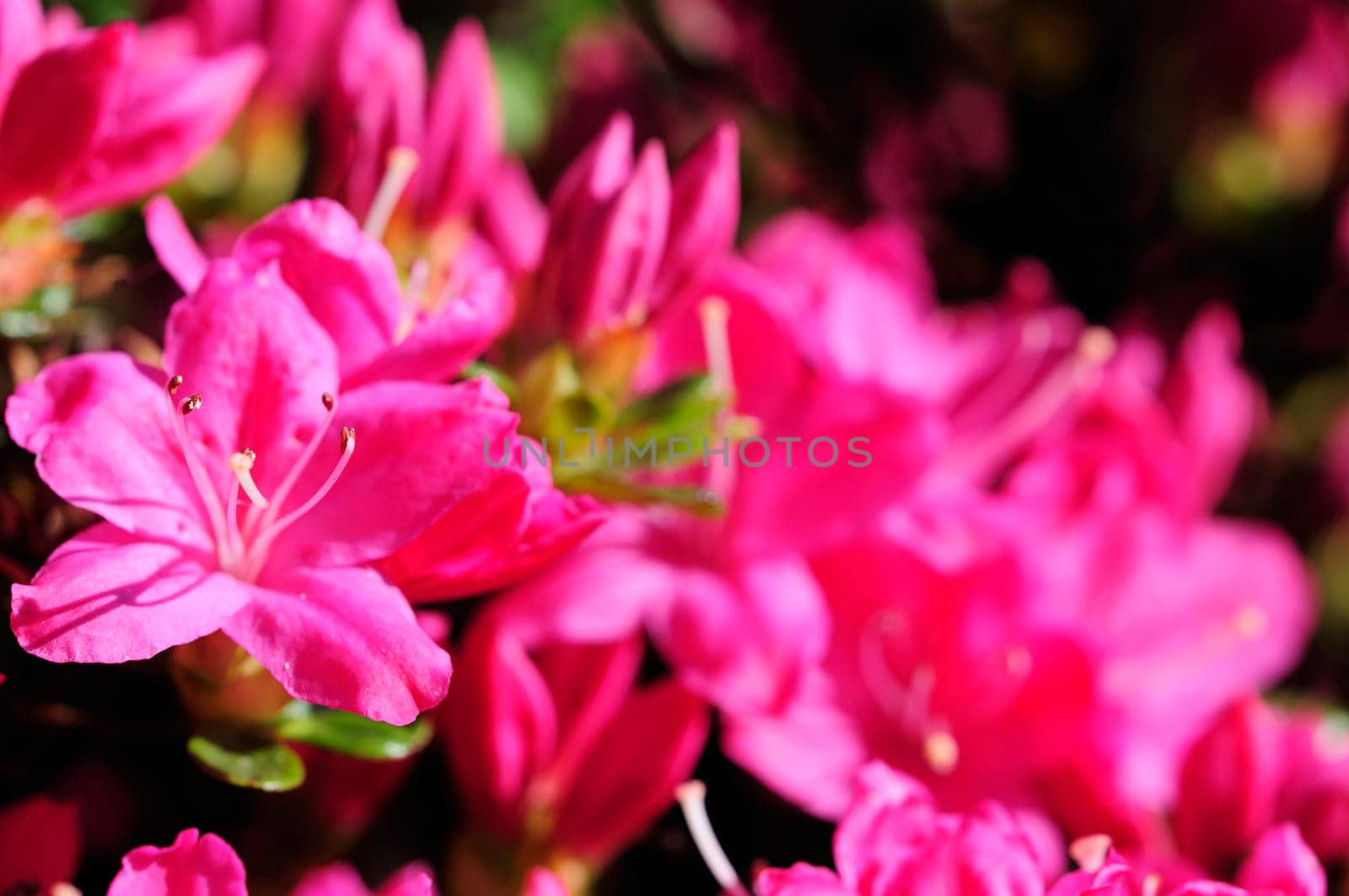 Azaleas