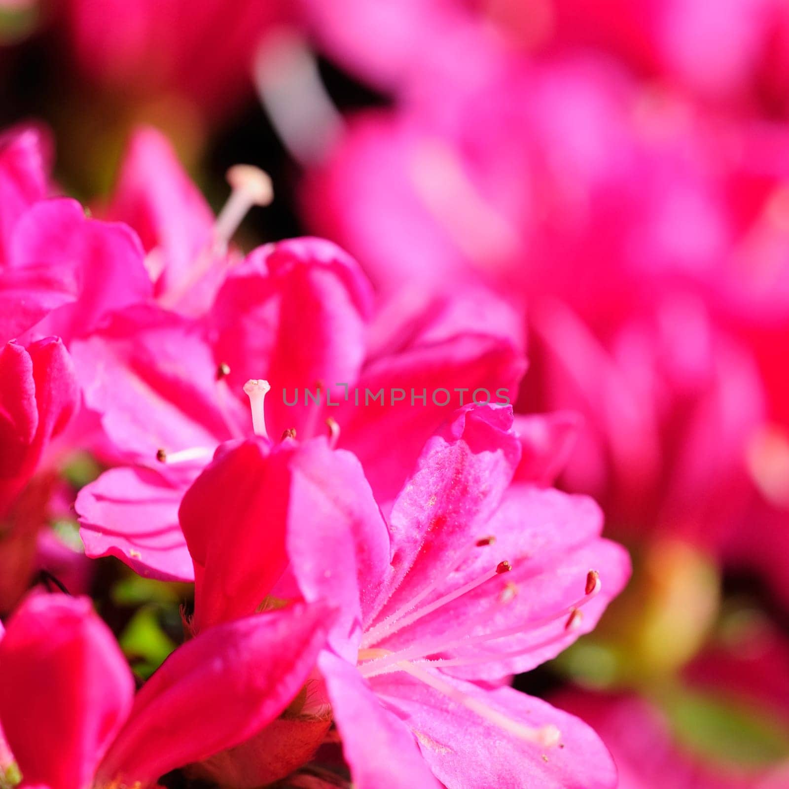 Azaleas