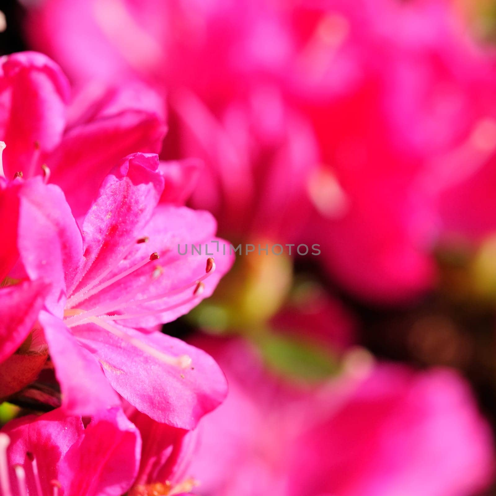 Azaleas