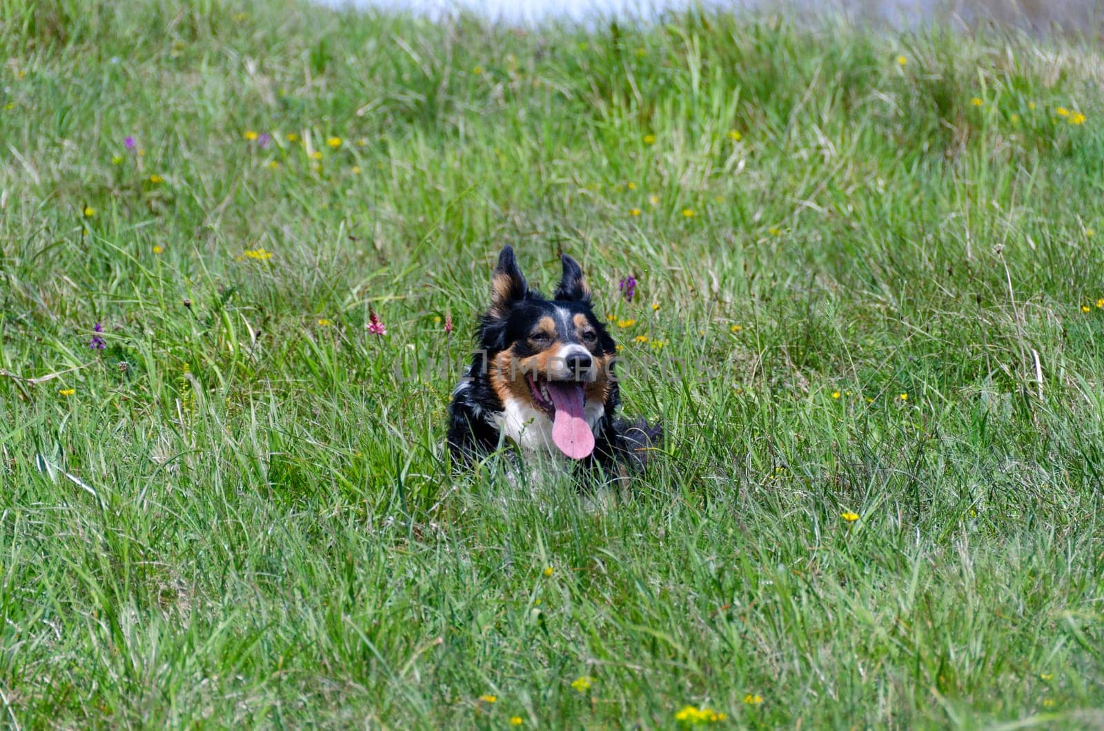 Boder Collie resting on the lawn
