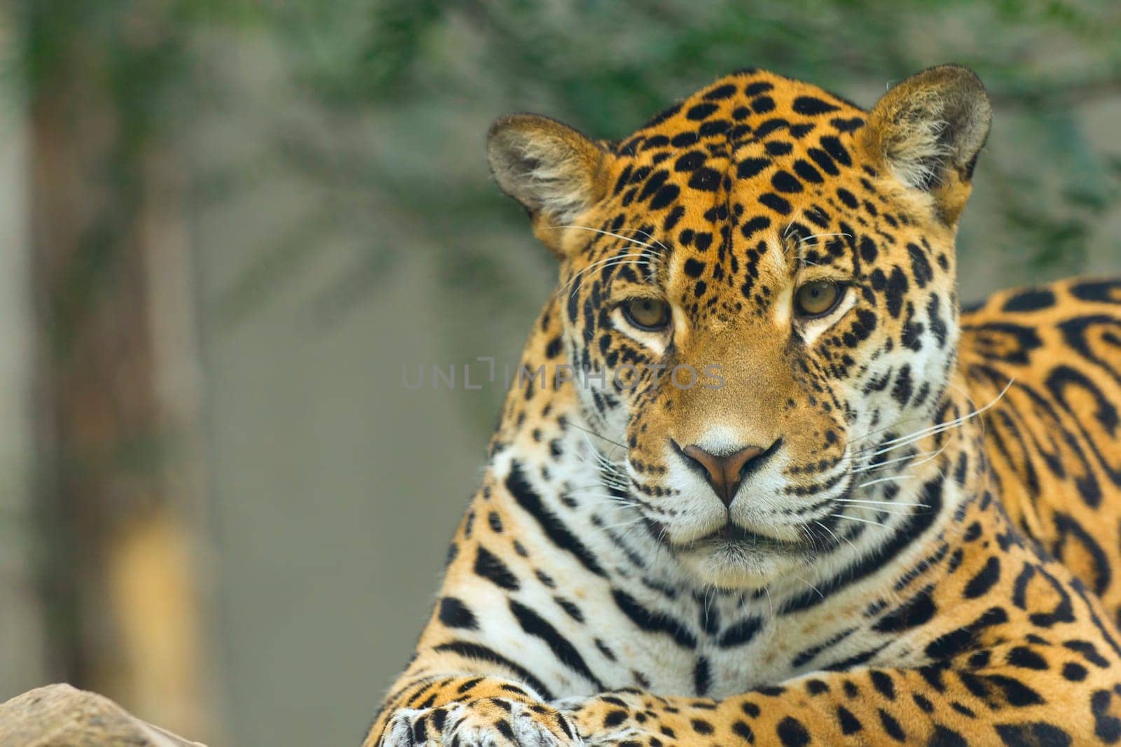 Front view of jaguar (green background)