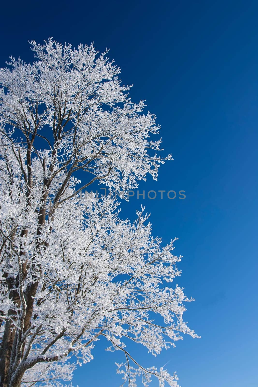 Tree with frost and blue sky in background