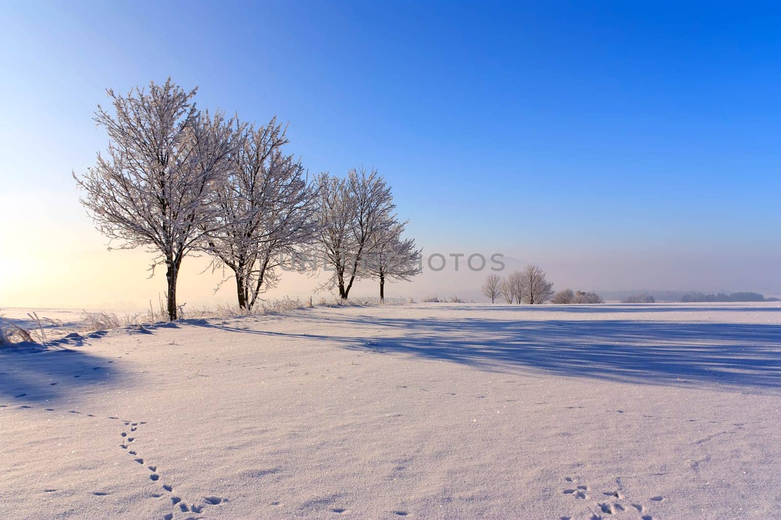 View of the snowy landscape with trees in row