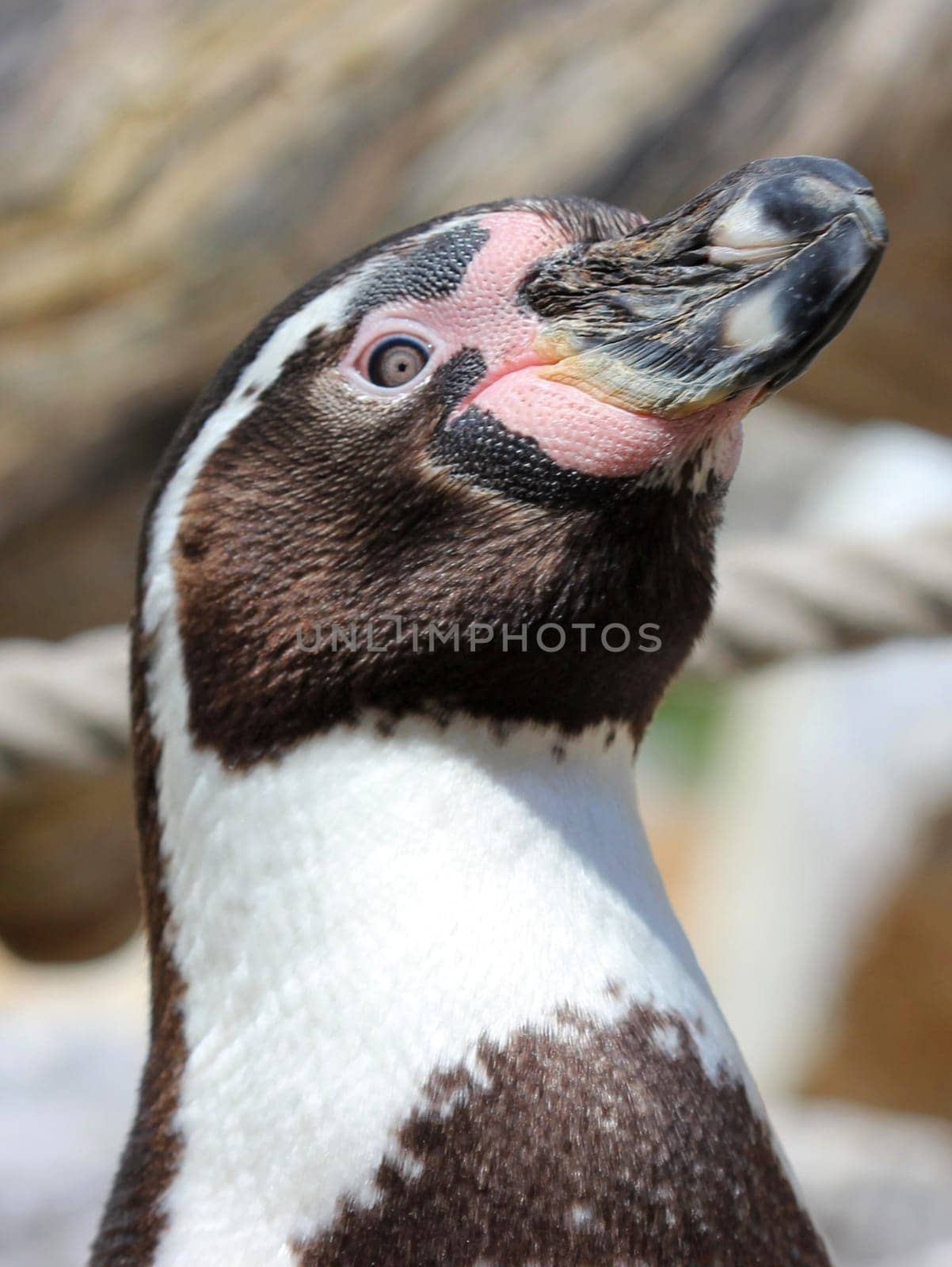 Humboldt penguin at Sababurg Zoo