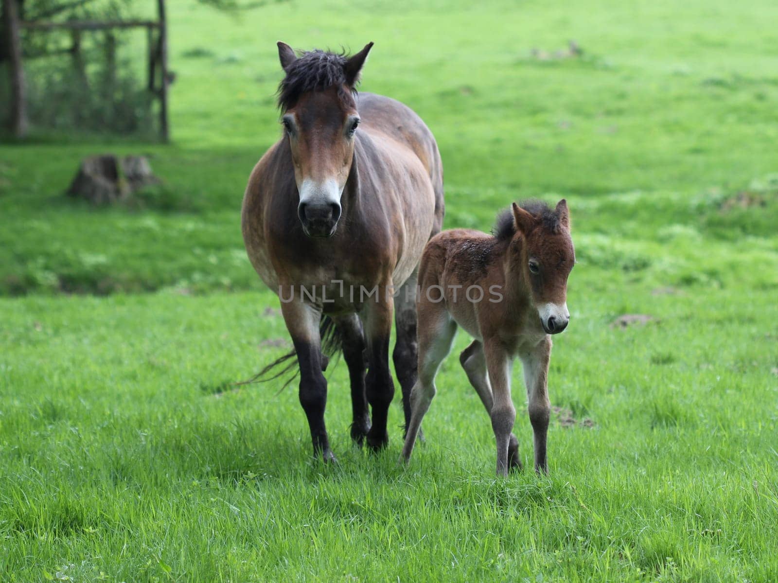 Exmoor pony mare with newborn foal