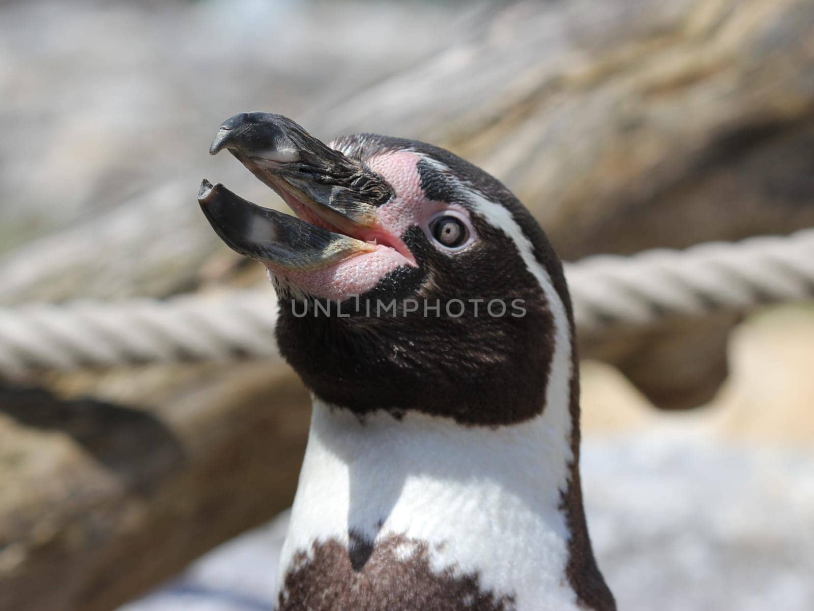 Portrait of Humboldt Penguin