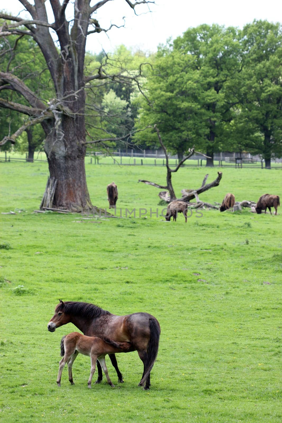 Exmoor pony mare with newborn foal and bison