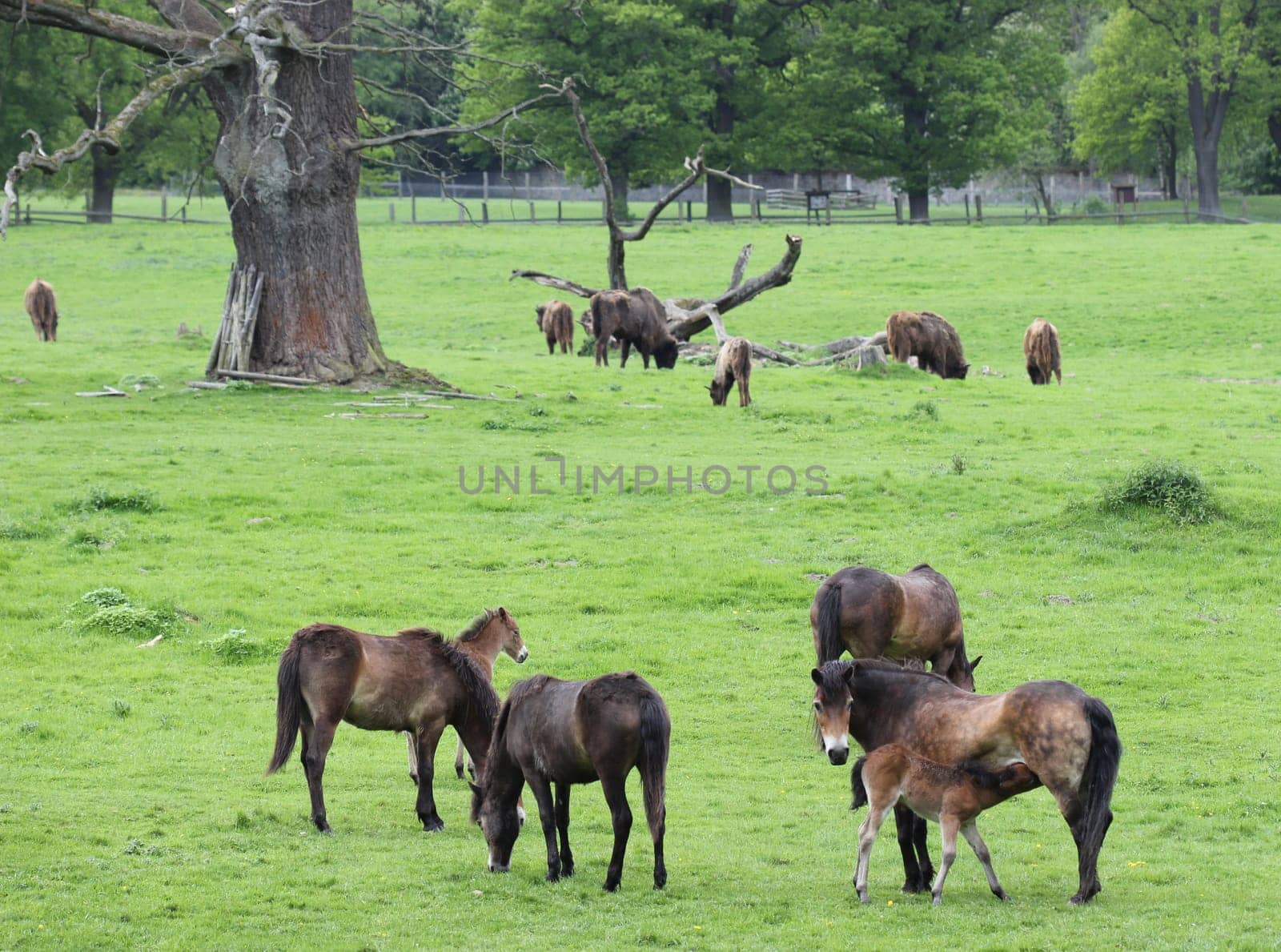 Exmoor pony mares with newborn foals and bison