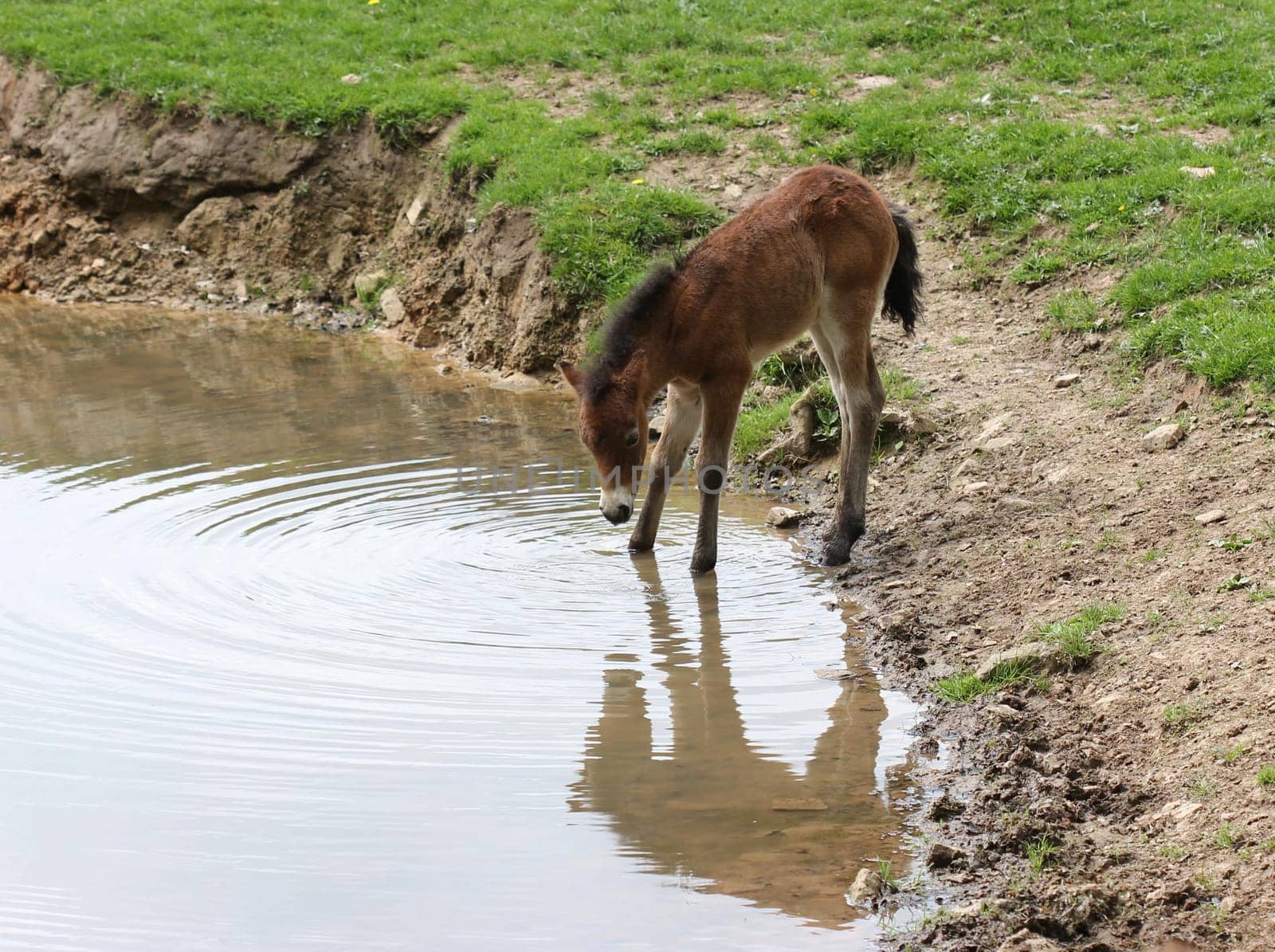 Newborn Exmoor pony foal at the watering trough