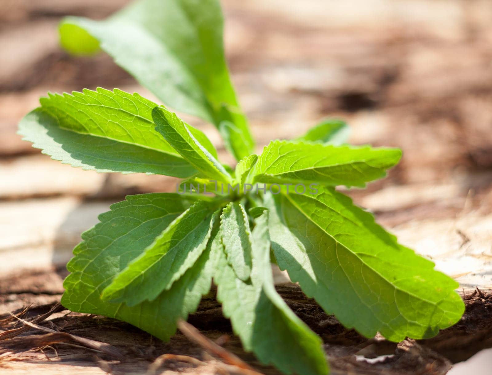 Stevia sweetleaf on wooden background
