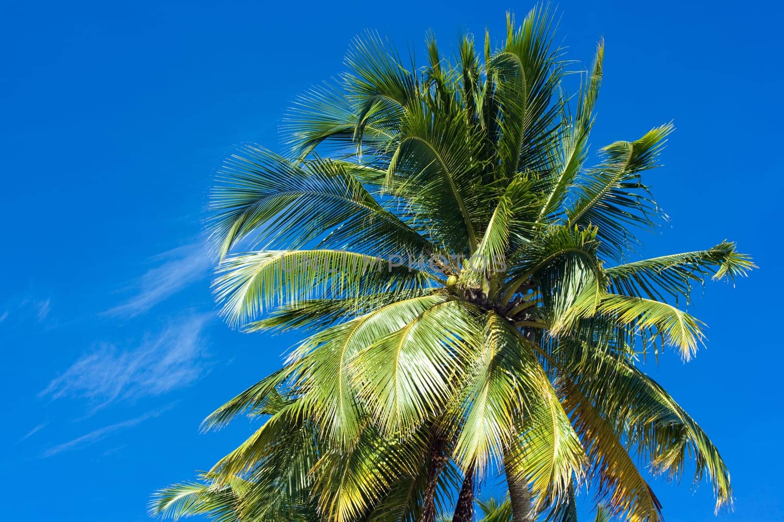 Top of palm tree on background of blue sky.