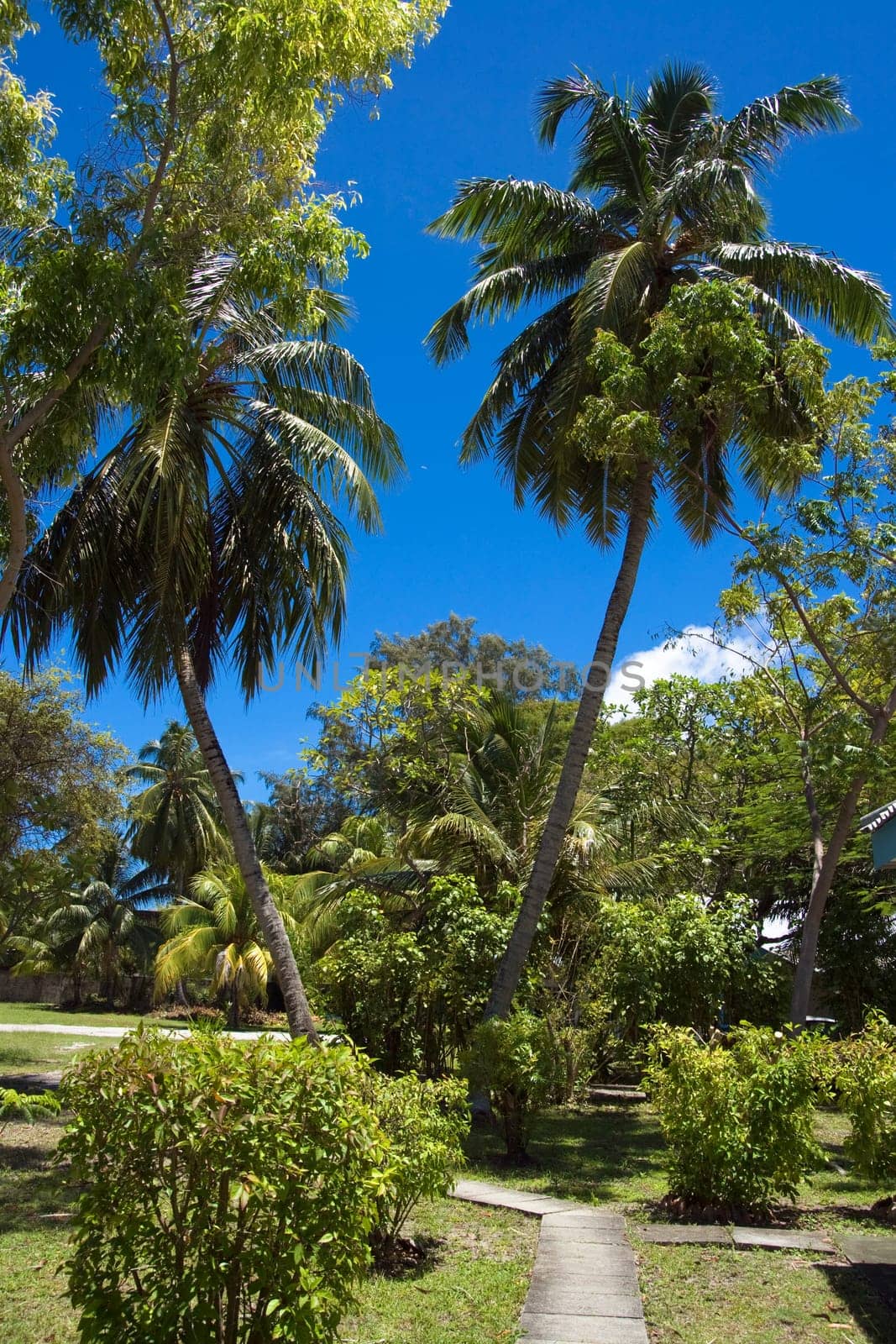 Green tropical garden in sunny day. Maldives.