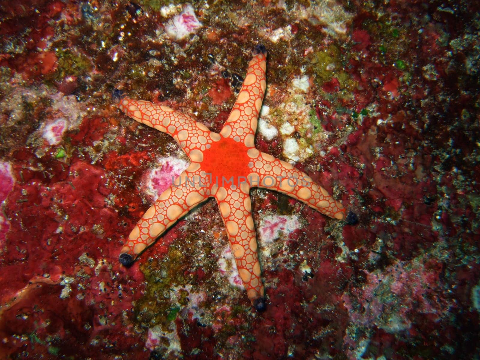 Red starfish close-up.Similan islands.