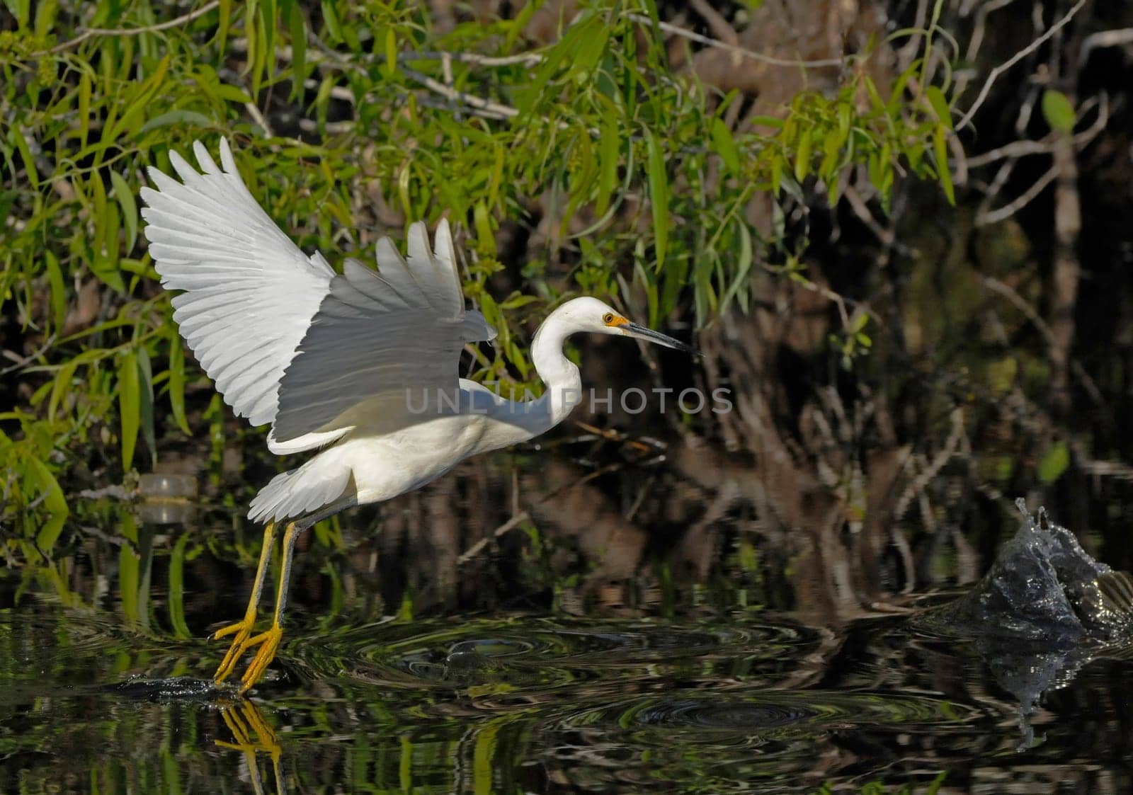 Little egret