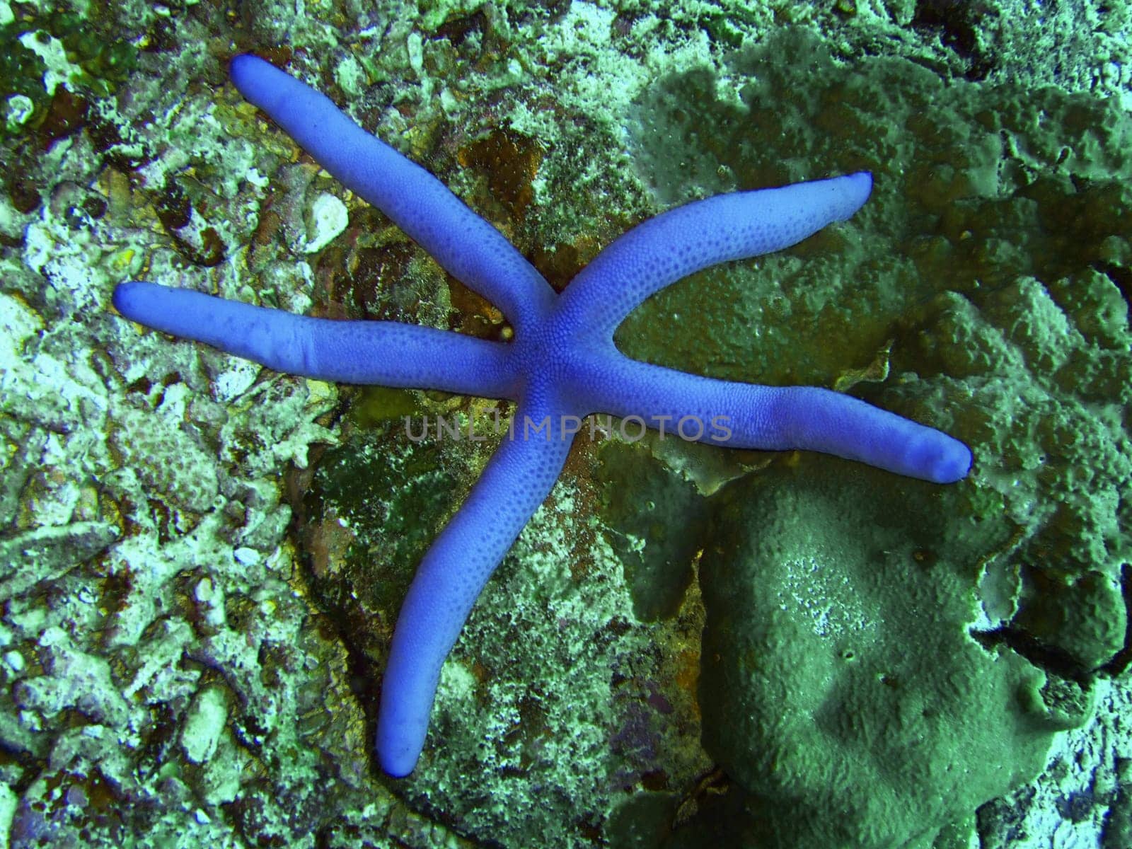 Blue starfish close-up.Similan islands.