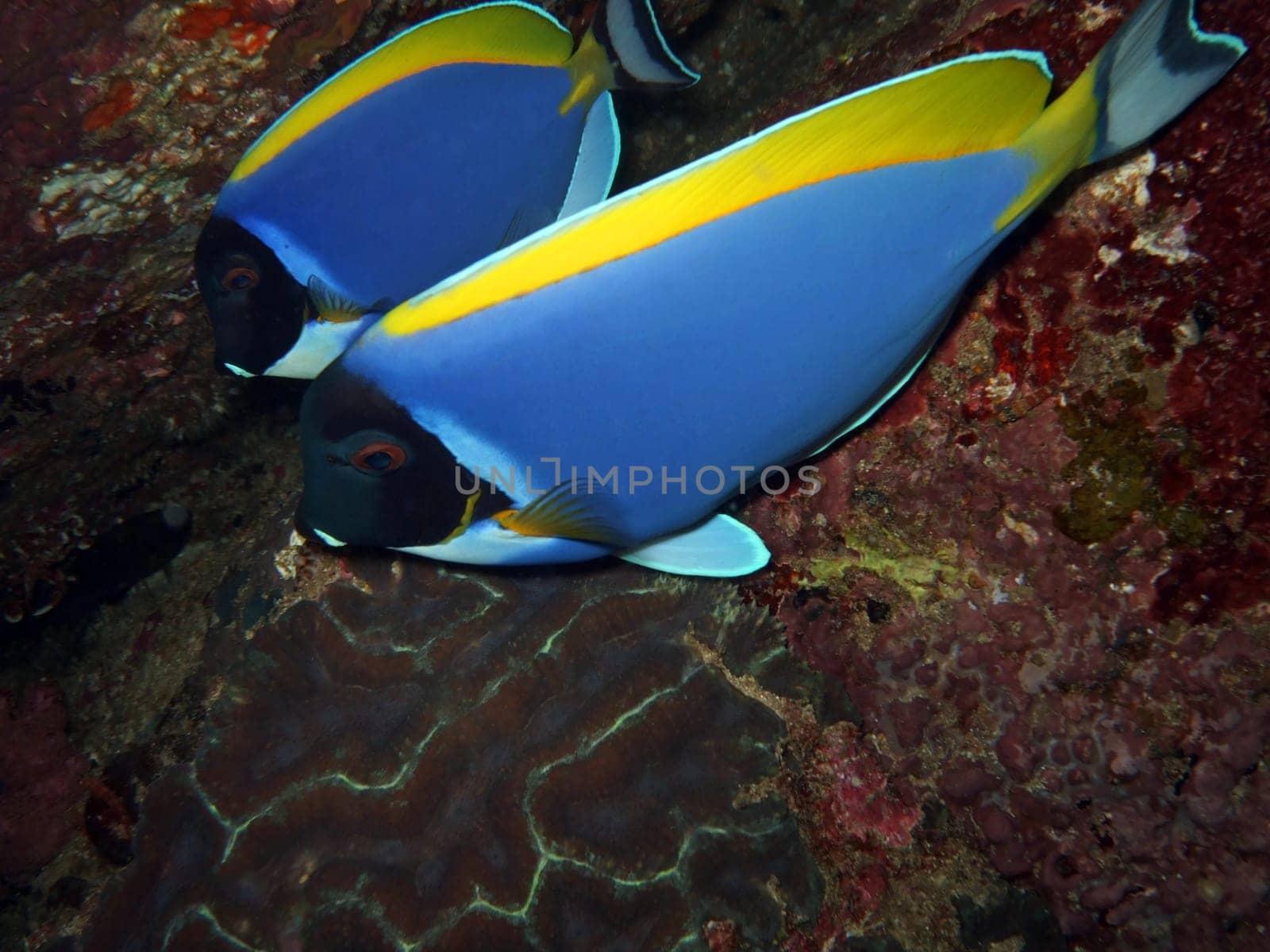 Couple of the blue fish. Similan islands