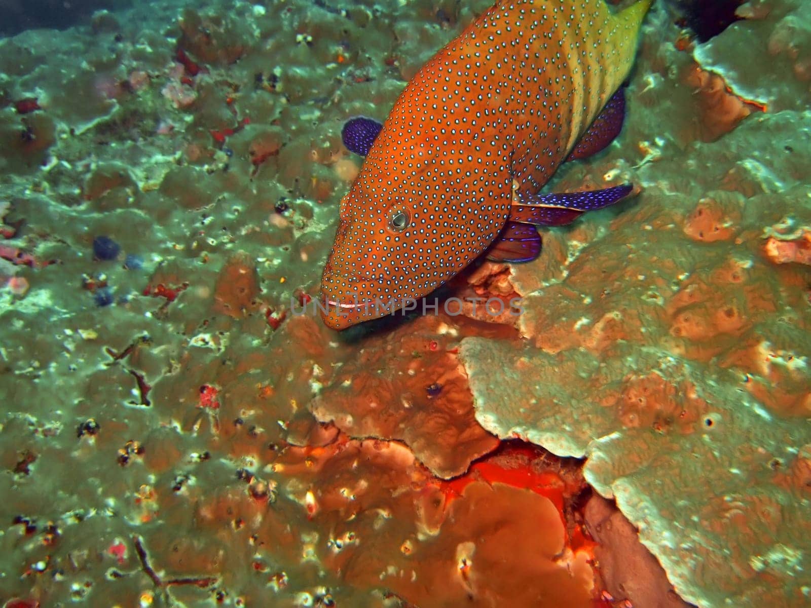 Red close-up grouper. Similan Islands