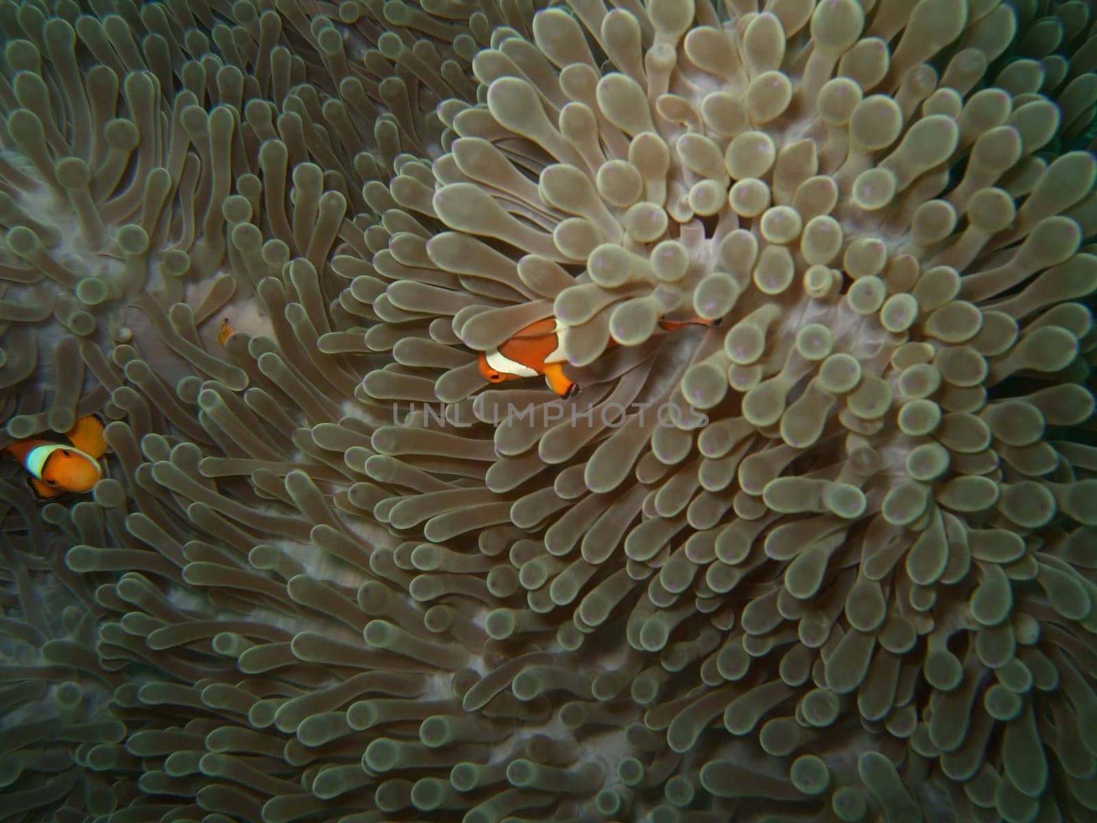 Macro anemone and clownfish. Andaman sea. Similan islands.