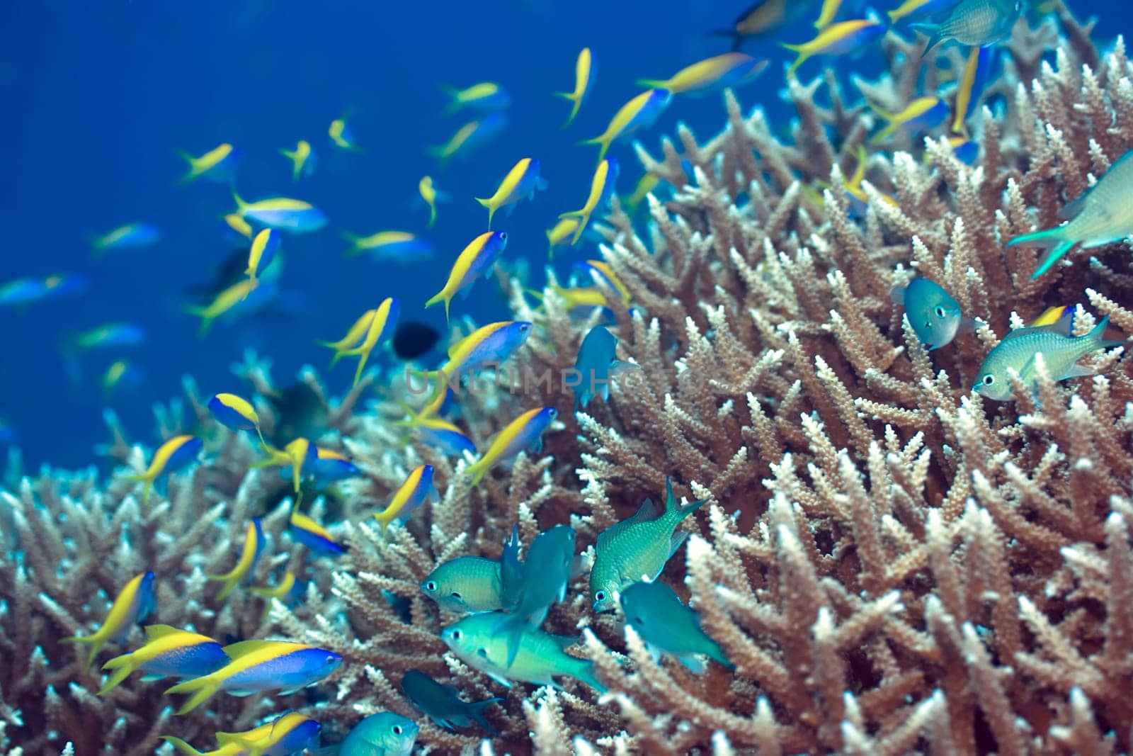 Underwater landscape with Blue-Green Chromis (Chromis viridis) and Yellow tail Anthias (Pseudoanthias  evansi).