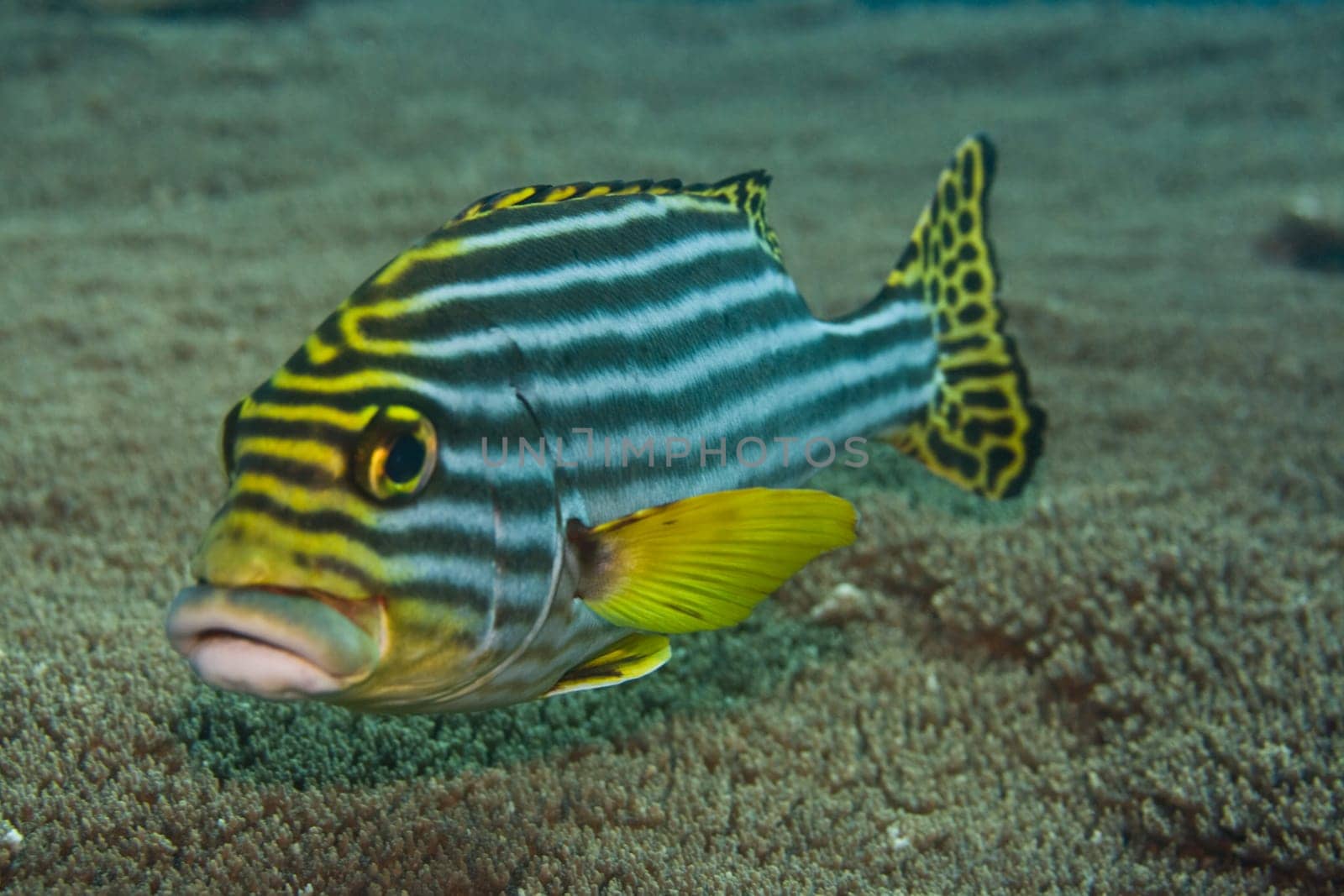 Tropical fish Oriental sweetlips (Plectorhynchus Orientalis). Maldives. Indian ocean. Addu atoll.
