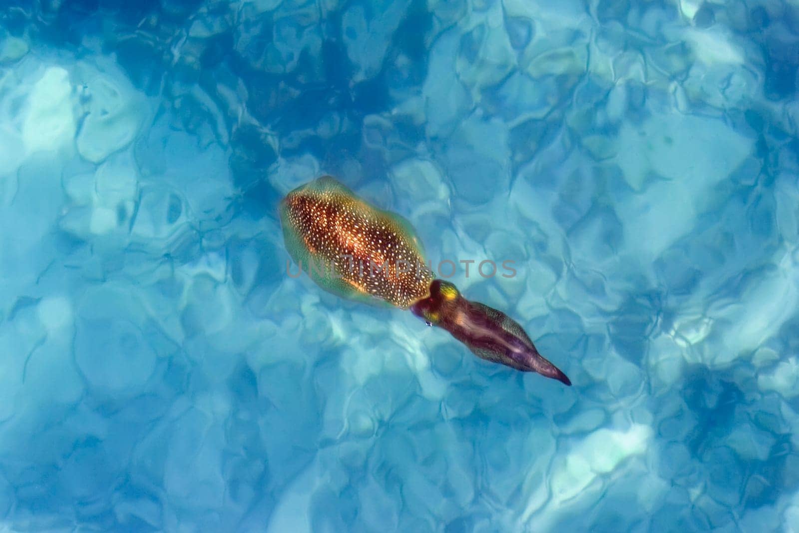 Squid