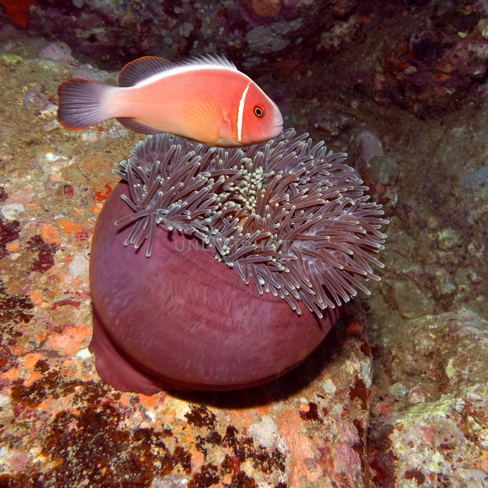 Pink clownfish and eating Anemone. Indo-pasific ocean.