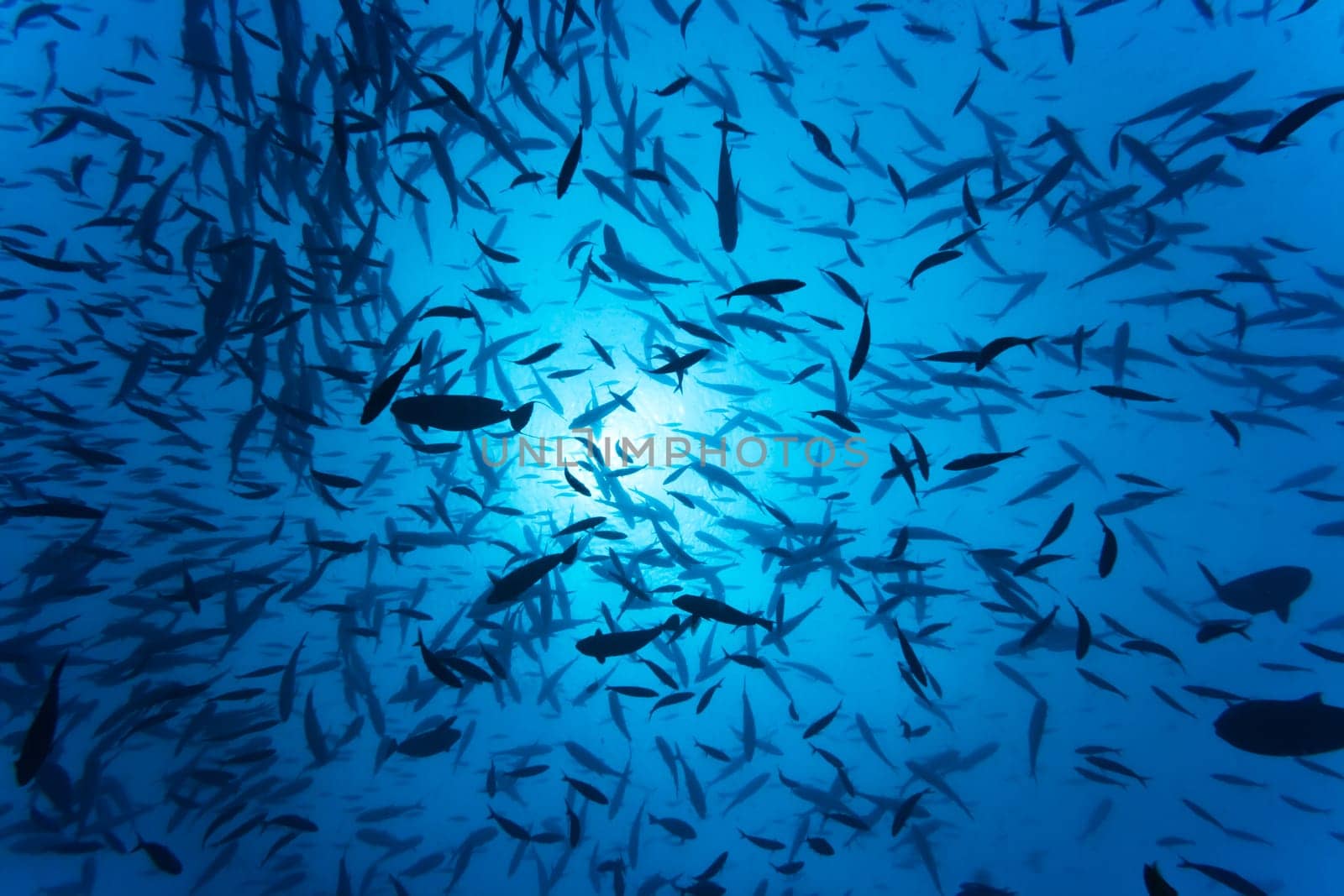 School of tropical fishes underwater