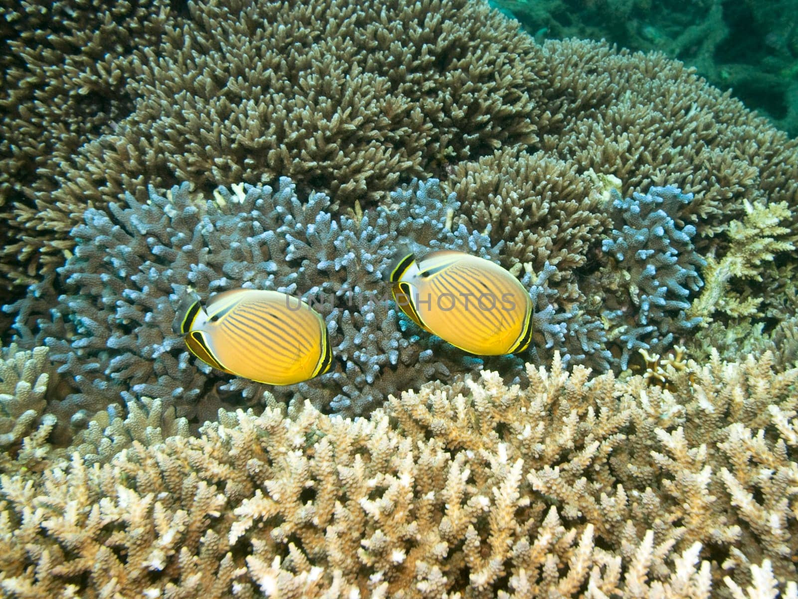 Underwater landscape with couple of Butterflyfishes in coral garden.