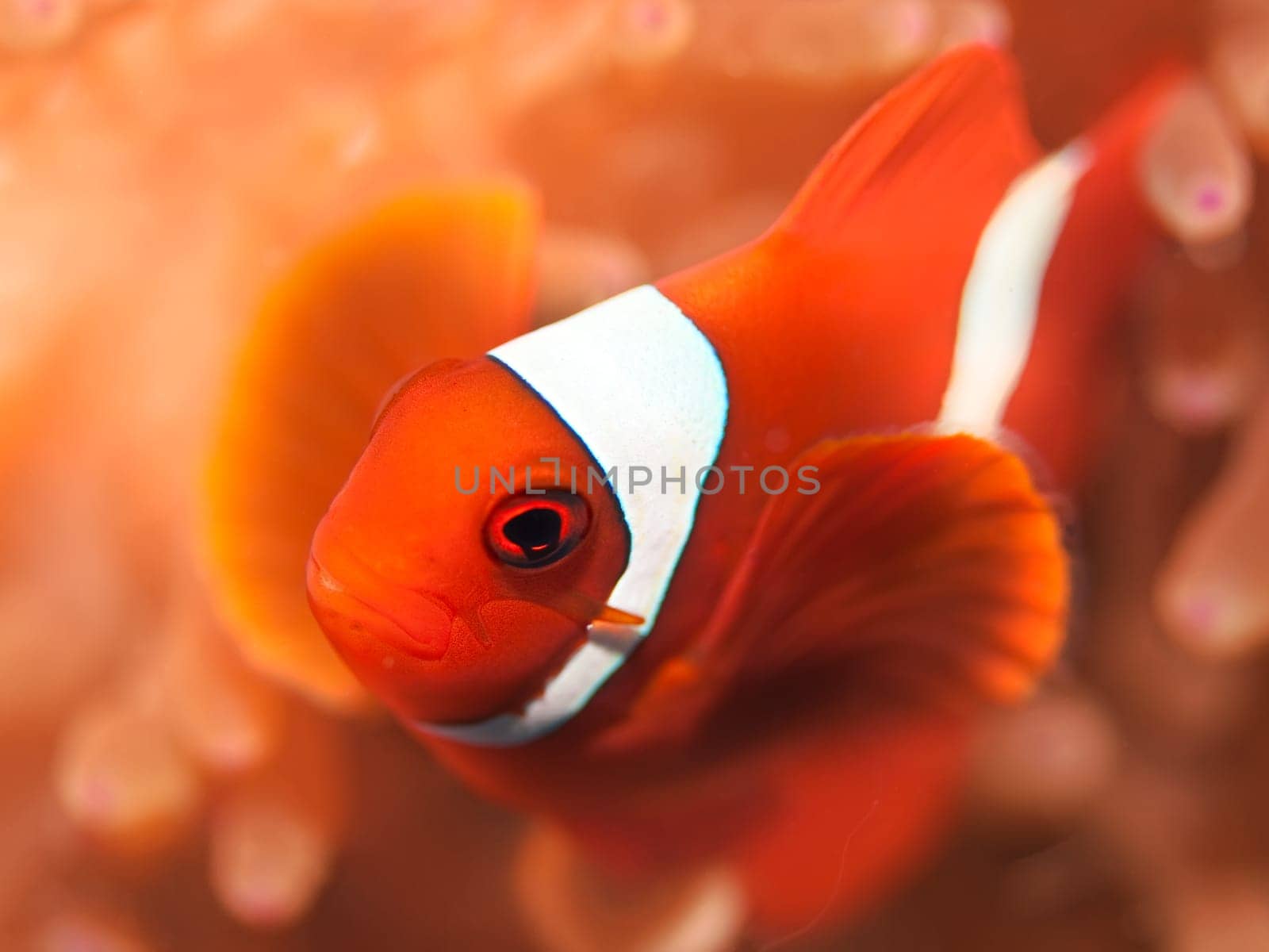 Anemone and Ocellaris clownfish close-up underwater