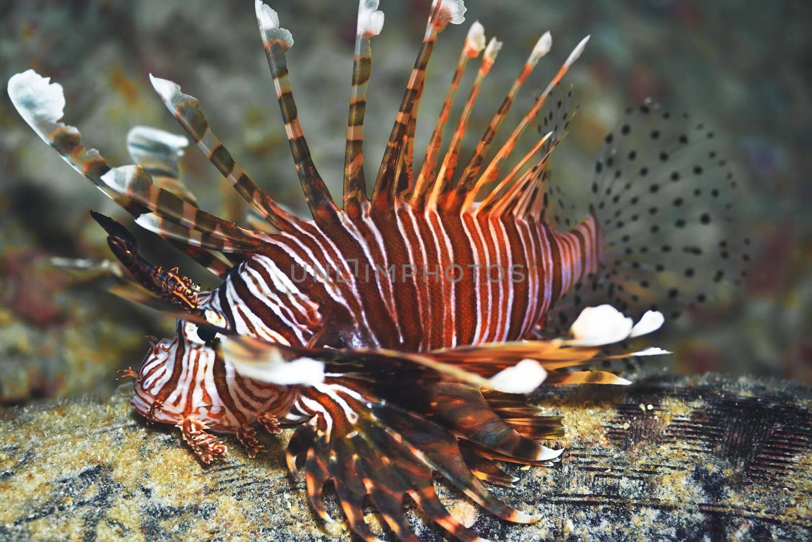 Tropical fish lionfish close-up underwater. Maldives