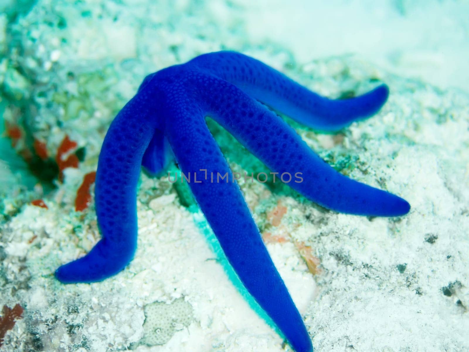 Blue starfish close-up.