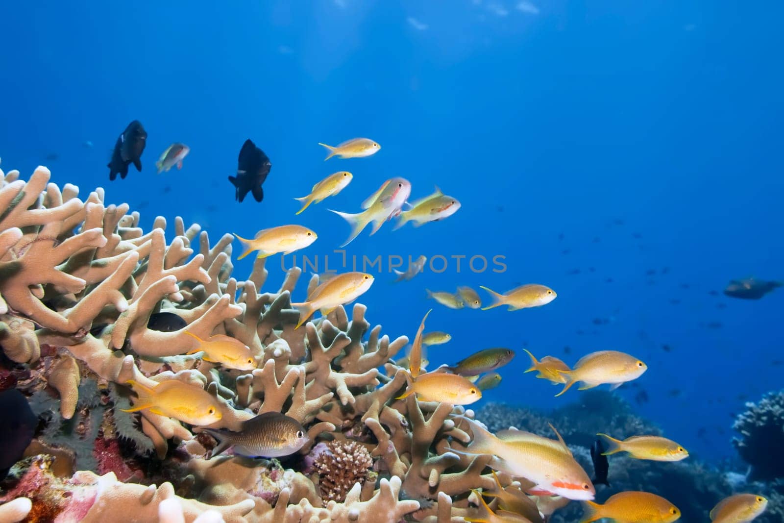 Underwater landscape with small fishes and coral. Borneo