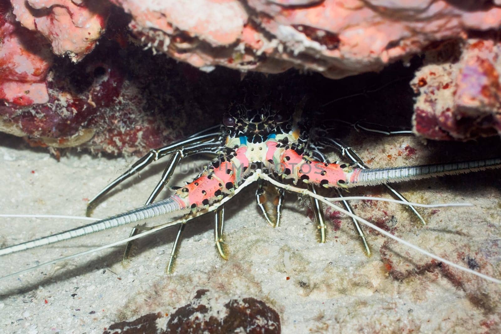 Lobster underwater close-up. Sipadan. Celebes sea
