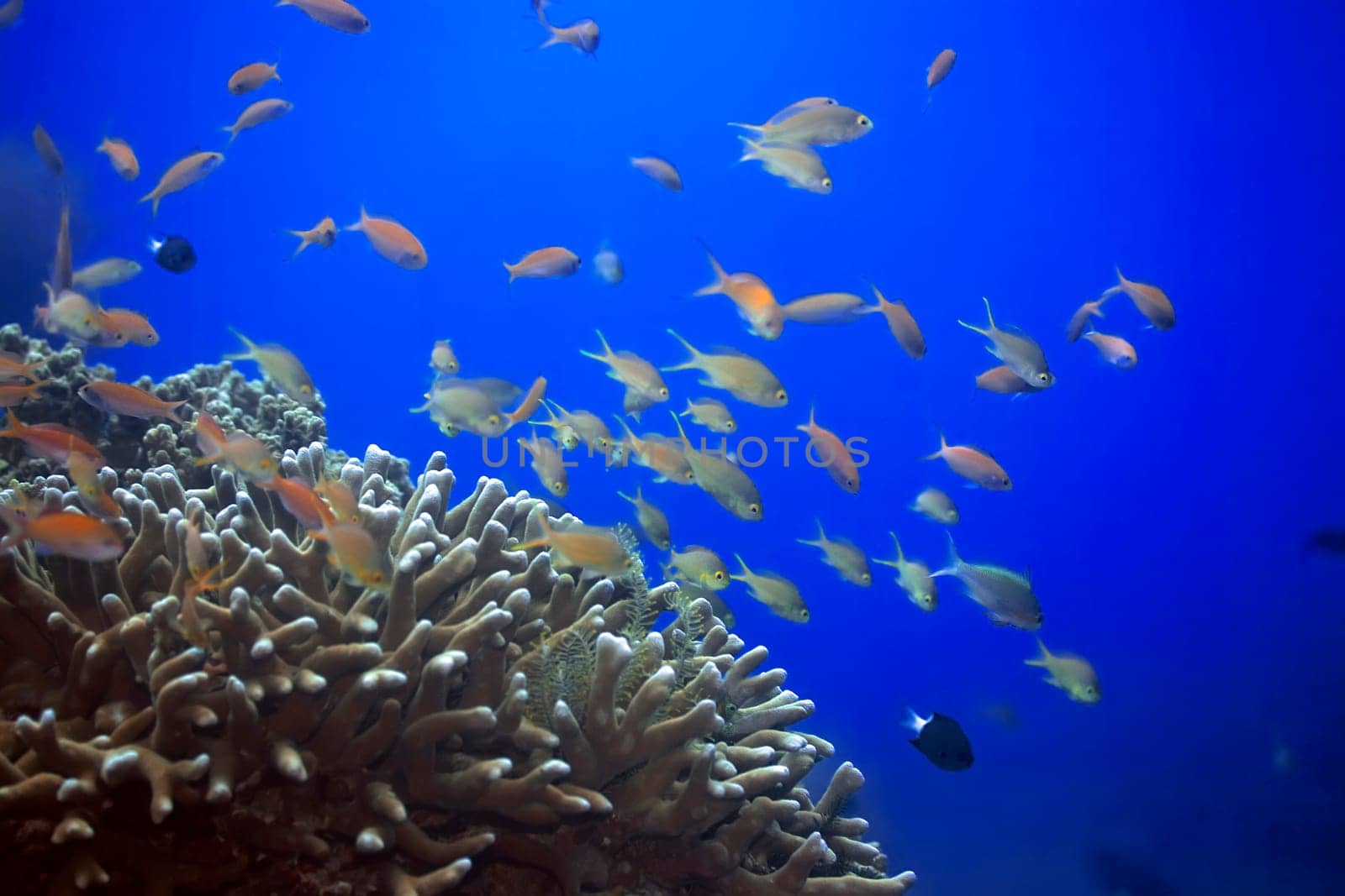 Underwater landscape with Scalefin Anthias and soft coral. Sipadan
