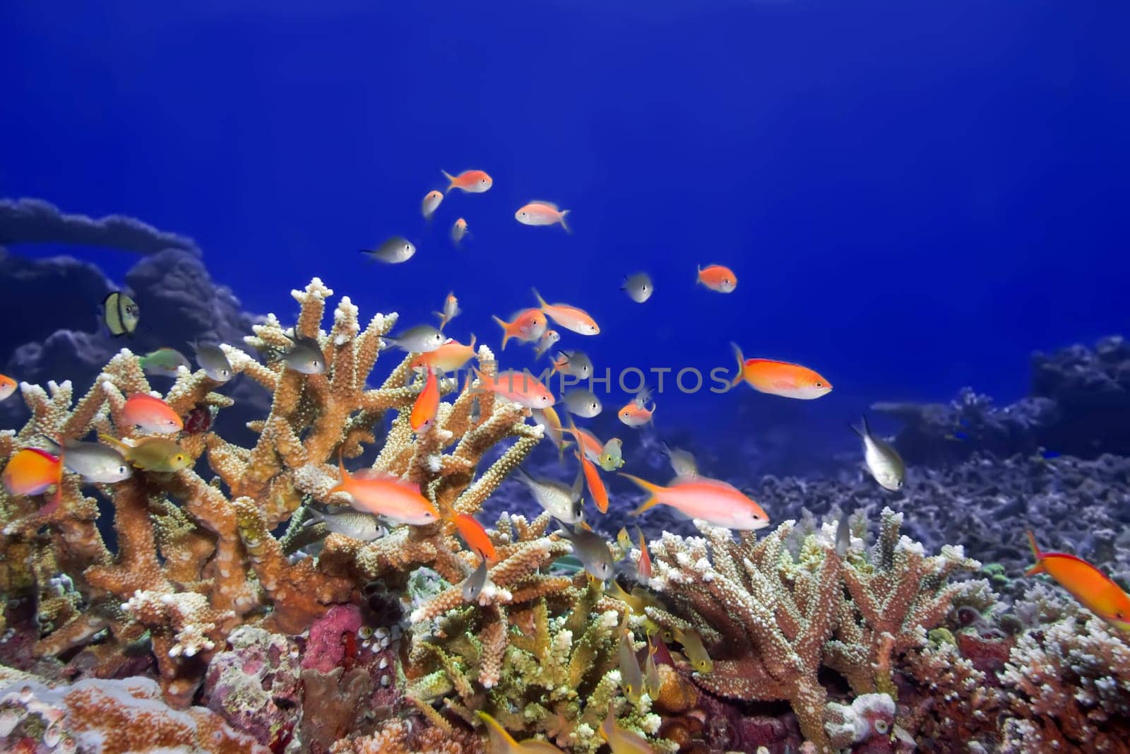 Underwater landscape with tropical fishes and coral. Borneo