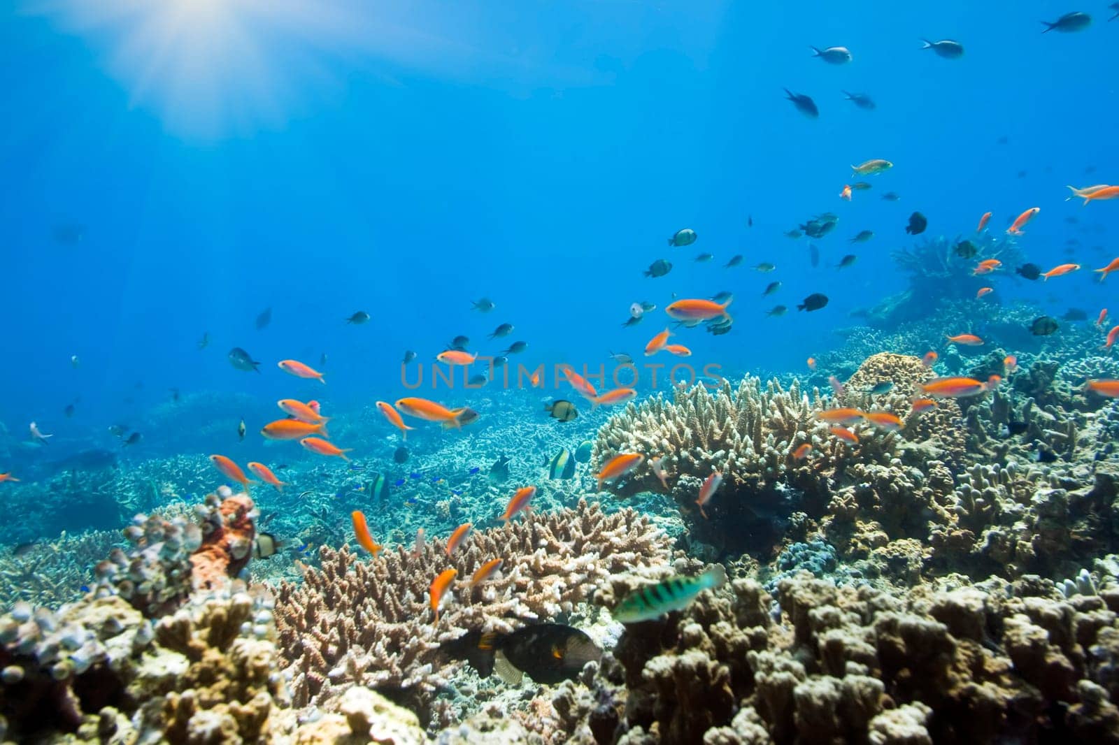 Coral reef underwater with many small fishes