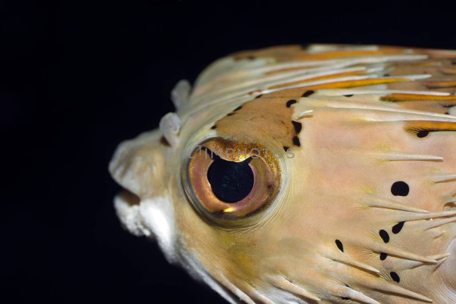 Tropical fish Porcupinefish (Diodon holacanthus) underwater. Borneo island