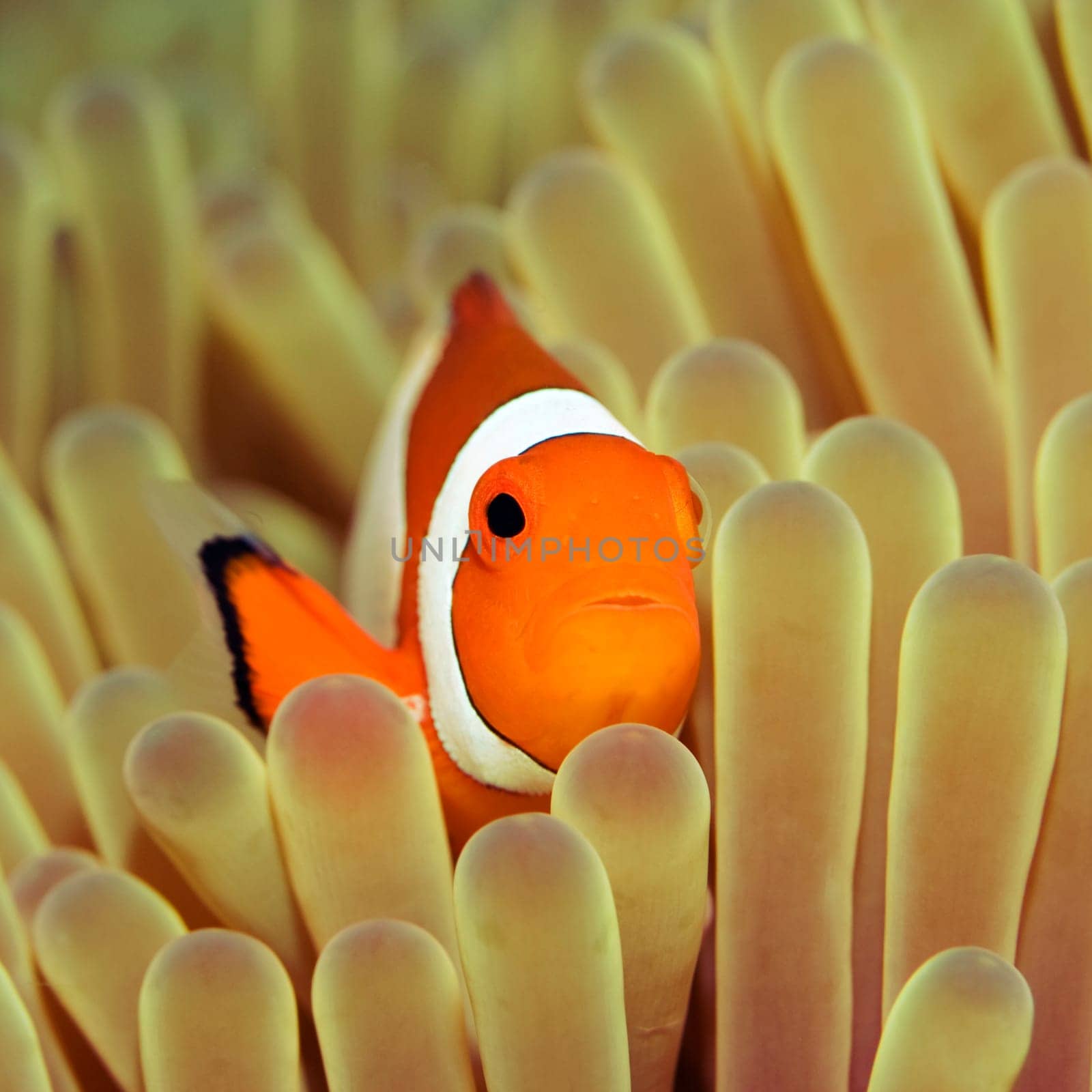 Anemone and Nemoish close-up. Sipadan. Celebes sea