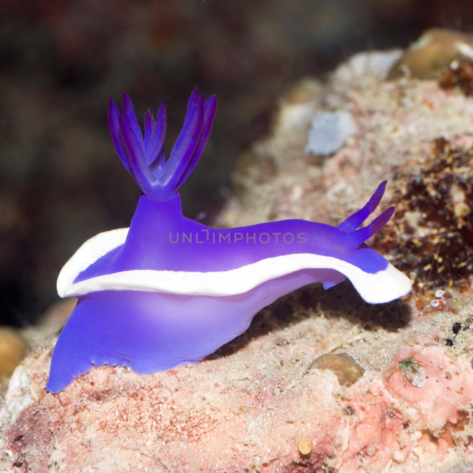 Nudibranch on a coral close-up. Sipadan. Celebes sea