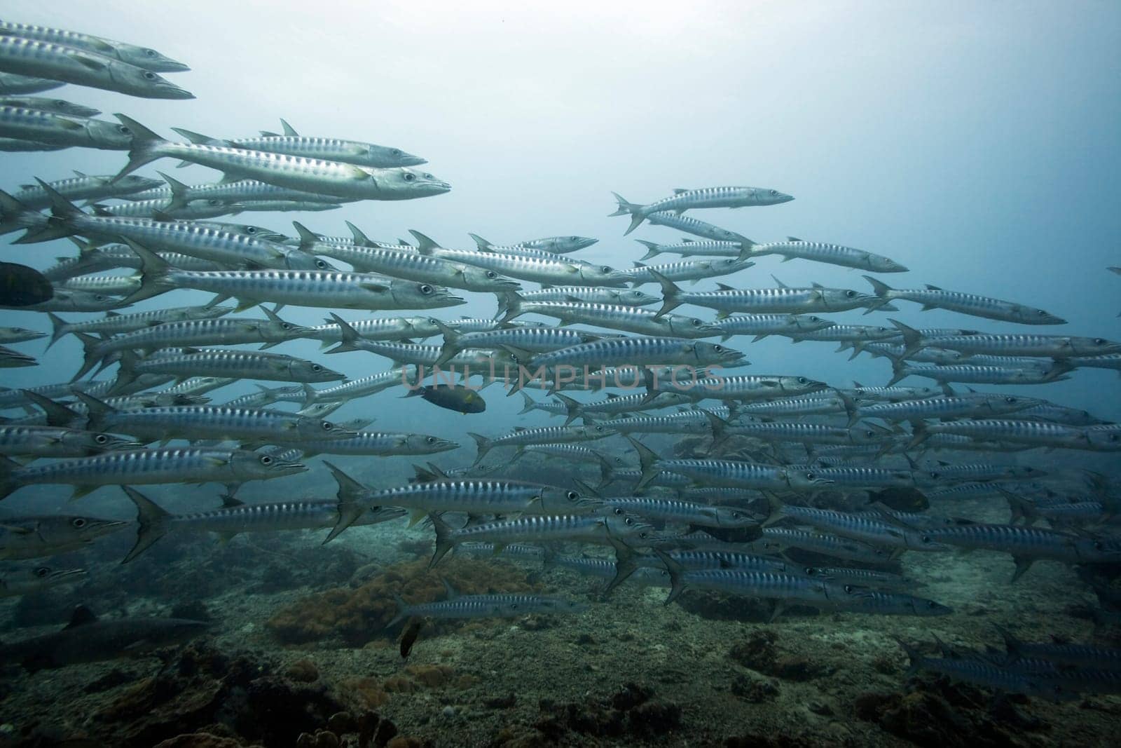 School of barracudas underwater. Sipadan. Celebes sea