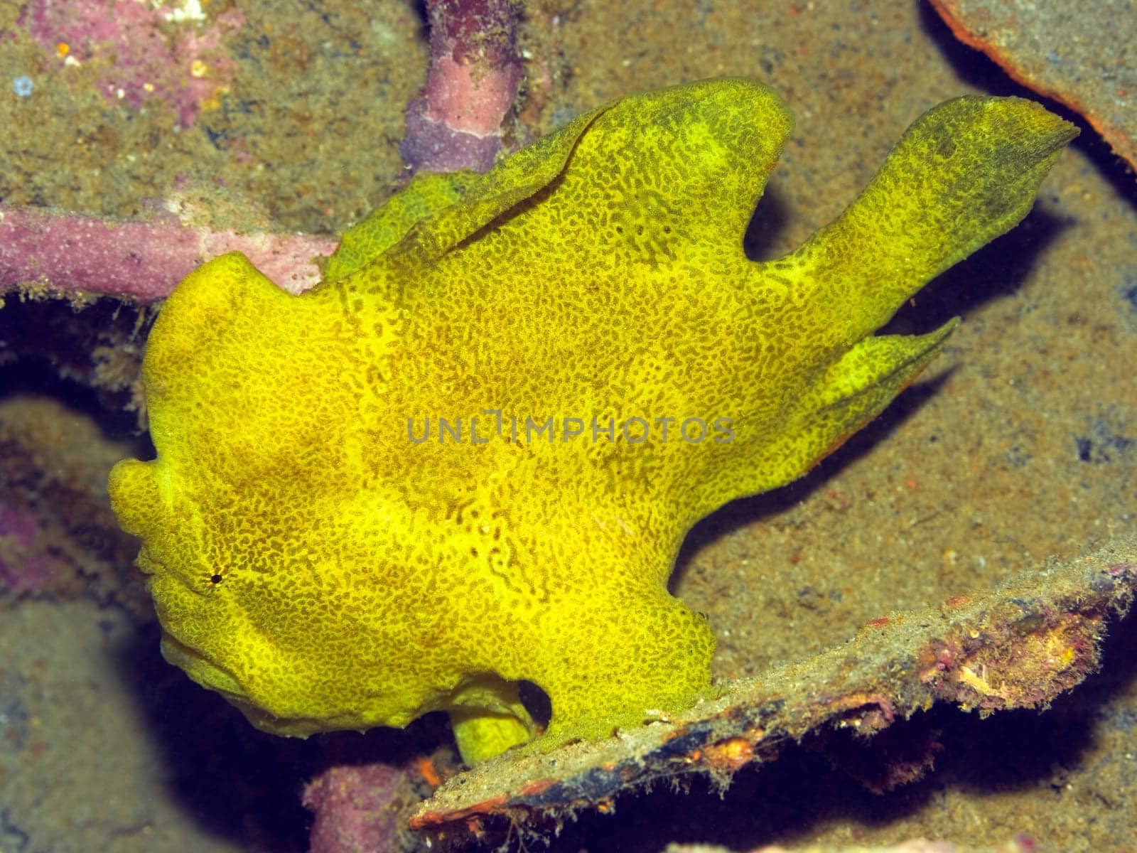 Tropical fish frogfish underwater. Borneo island