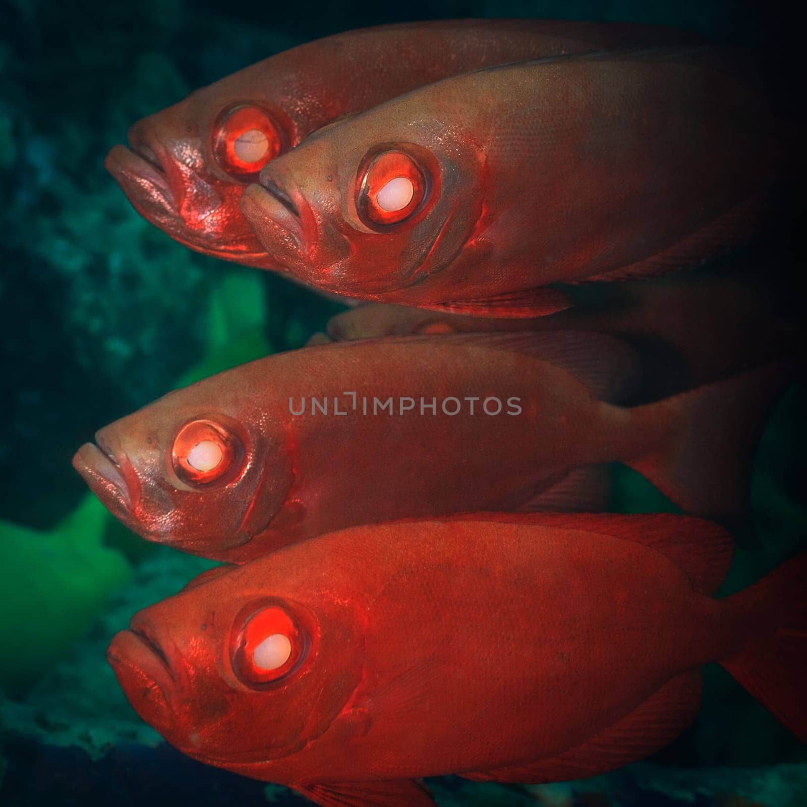 School of tropical fishes Short Bigeye (Pristigenys alta). Sipadan. Celebes sea