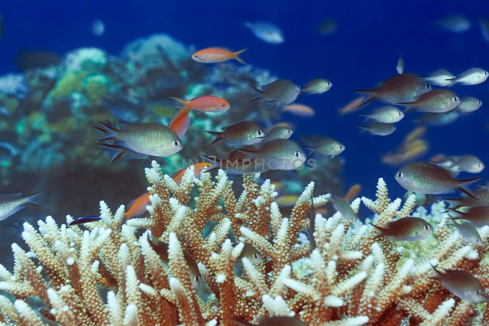 Underwater landscape with small tropical fishes and coral. Borneo
