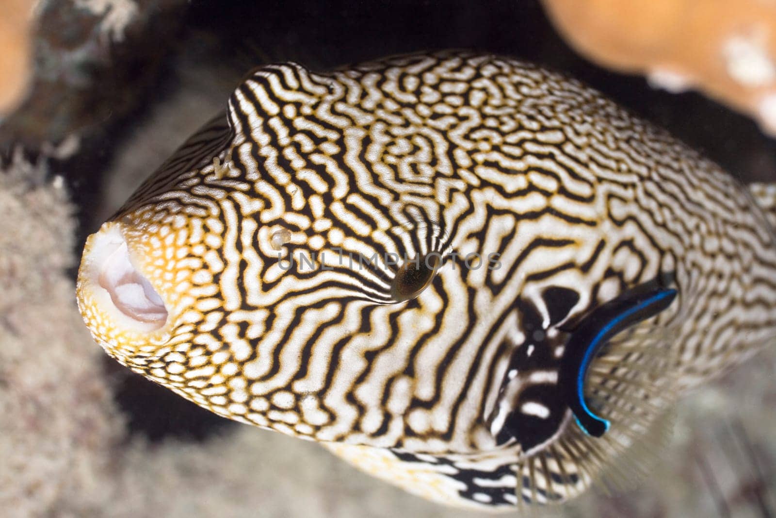 White-spotted Pufferfish underwater close-up. Borneo island