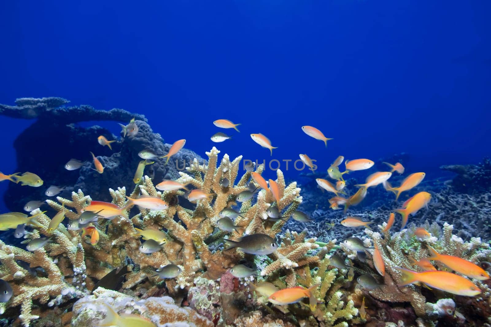 Underwater landscape with small fishes and coral. Sipadan