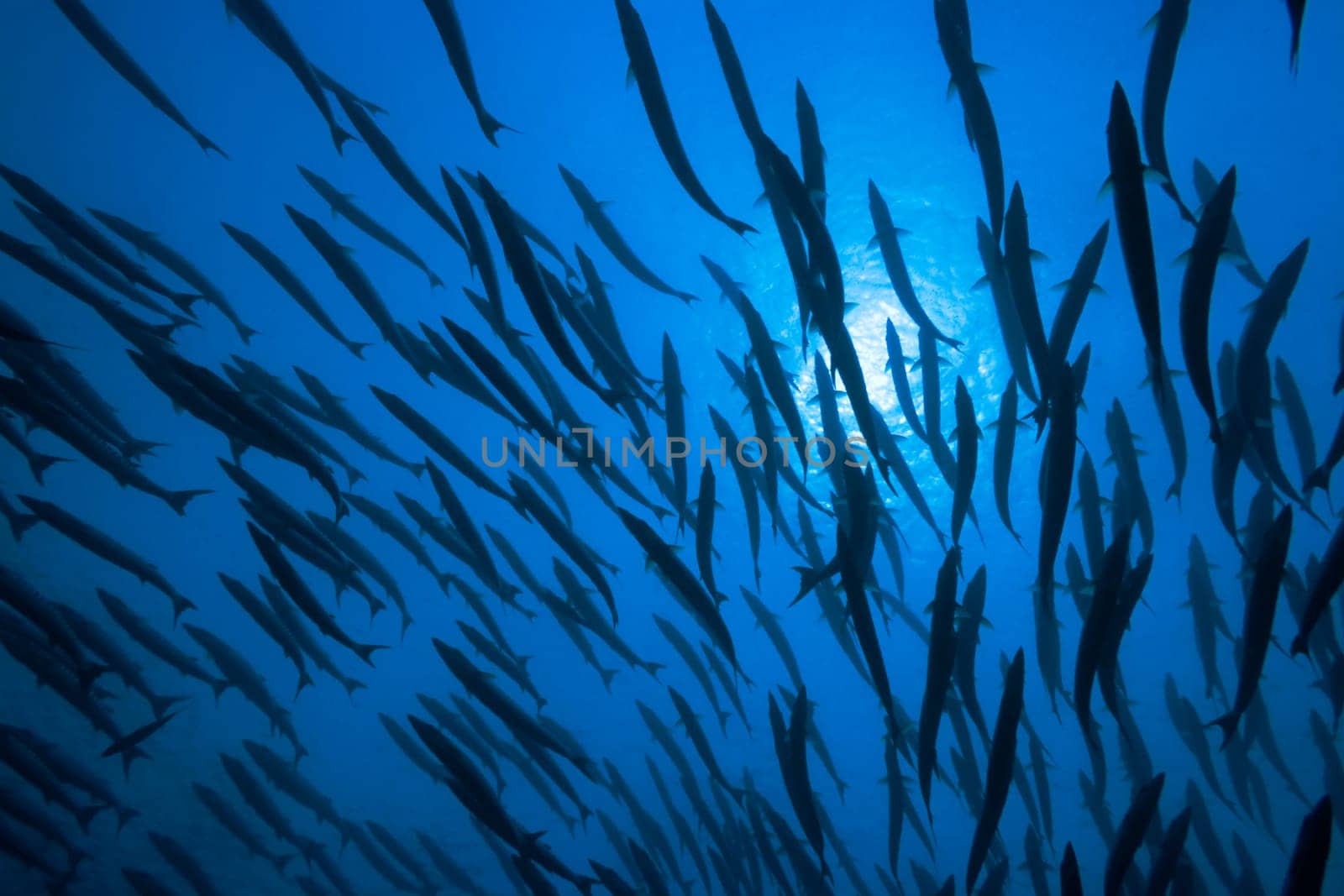 School of barracudas underwater and sunlight. Sipadan. Celebes sea