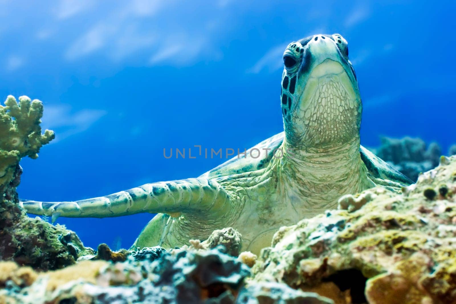 Imbricated Turtle (Eretmochelus imbricata) close-up. Sipadan. Celebes sea