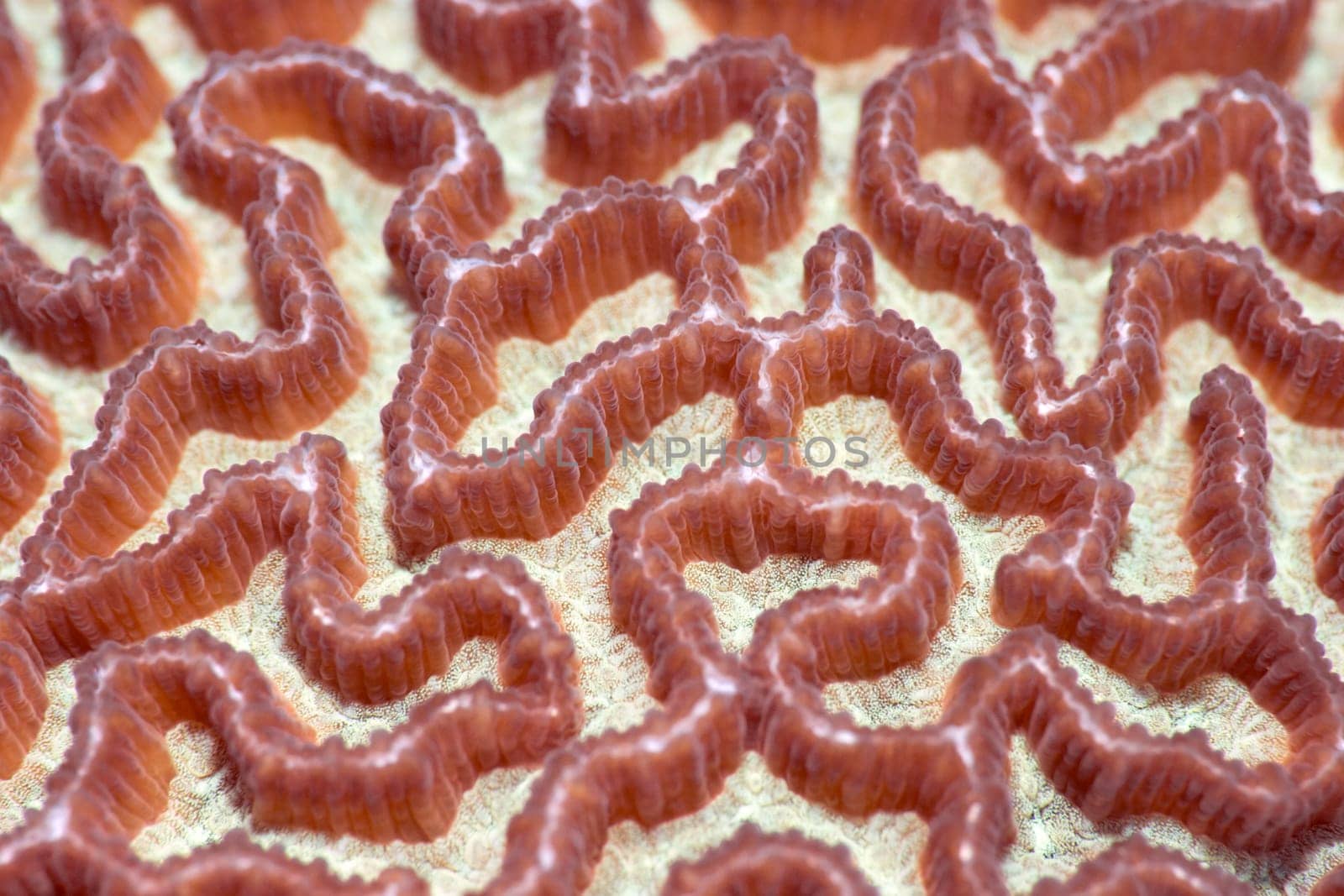 Texture of the sea purple coral