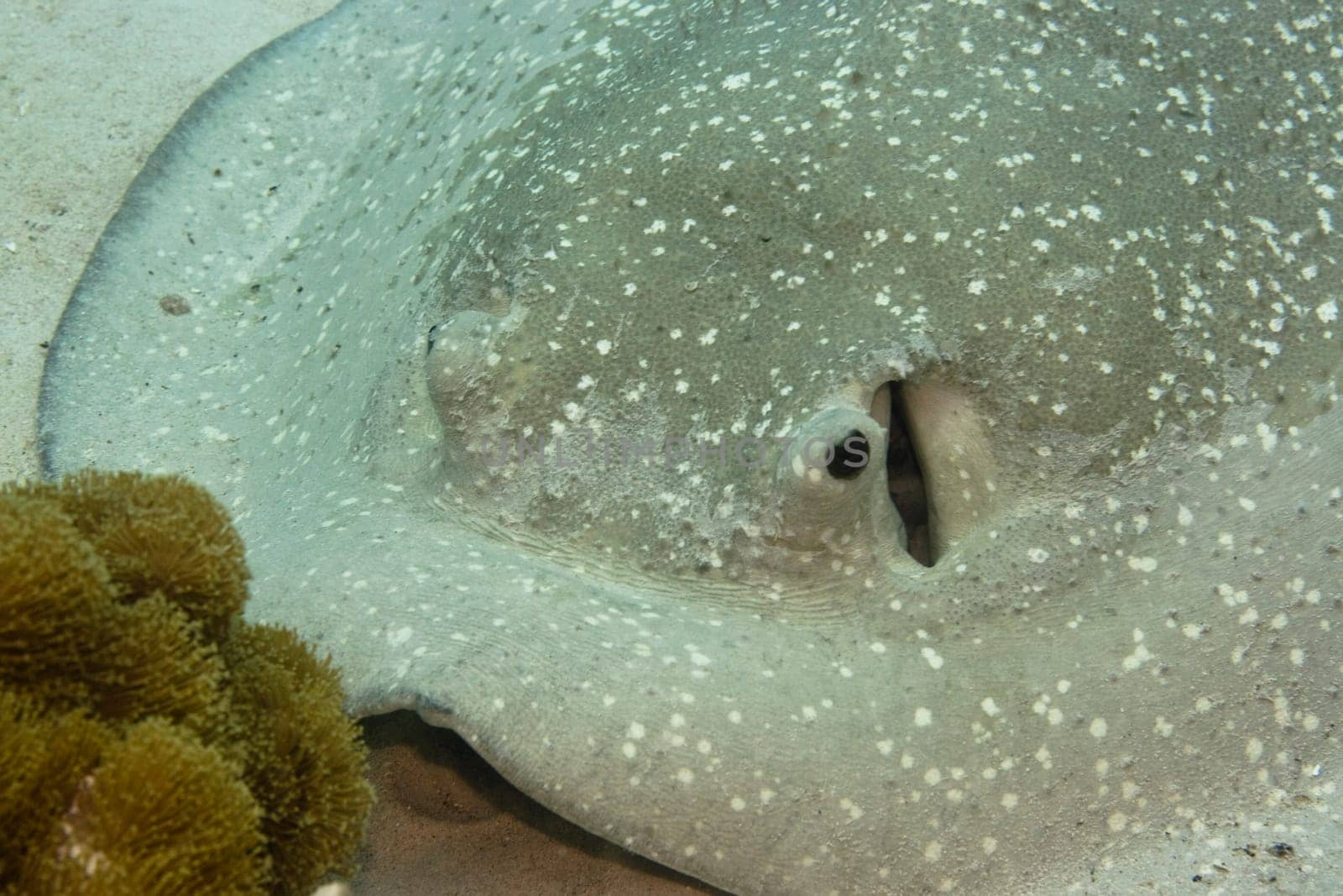 Stingray close-up. Maldives. Indian ocean. Addu atoll.